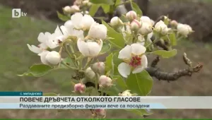Изборните фиданки вече са посадени 
