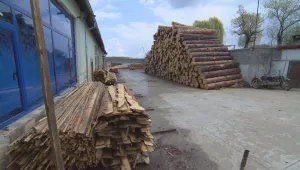 Незаконната сеч в Сатовча: „Вратички” в системата за контрол прикриват нарушителите