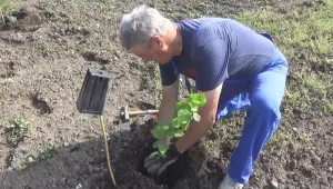 Ще стане ли Силистренско център на… трюфелите в България (ВИДЕО)