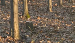 Сеч в Западен парк: Зам.-кметът обеща конна полиция, живеещите протестират