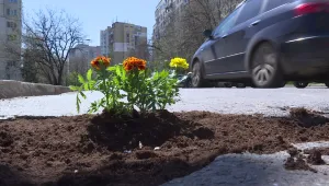Цветя в дупките на пътя се появиха в столичния кв. „Младост” 
