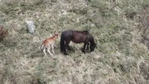 Конче се роди в бедстващото стадо в Осоговската планина