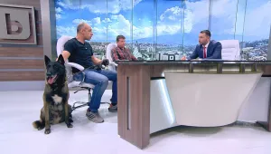 Няма лоши кучета, има безотговорни стопани