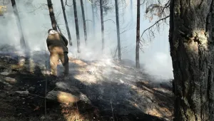 Гасят пожар в в иглолистна гора до село Войнягово