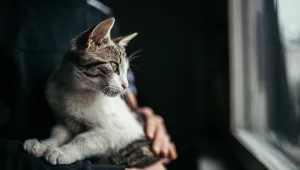 Британец пести от наеми, като гледа котки