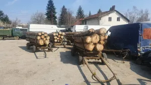 Незаконната сеч по време на извънредното положение се увеличава