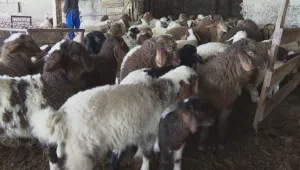 Заради пожарите: Животновъди в Свиленград имат нужда от помощ