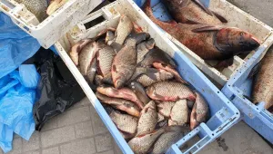 Полицията иззе 100 кг риба без документи на Руския пазар в Пловдив