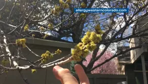Започна сезонът на полените