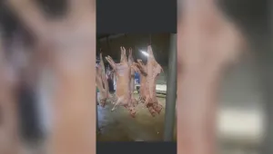 Откриха нелегална кланица в частен имот във Велинград (СНИМКИ)