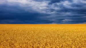 България и още 4 държави искат от ЕК да наложи мита върху украинското зърно