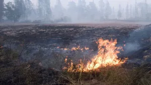 В Централна Русия бушуват почти 80 горски пожара 