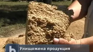 Наводнението в Съединение унищожи пшеницата