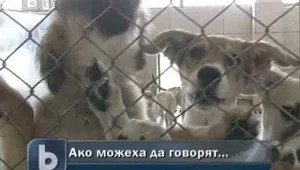 500 кучета от приют край София чакат новите си собственици