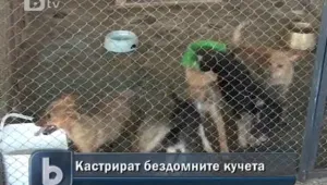 Приютът за бездомни кучета в Стара Загора в окаяно състояние 
