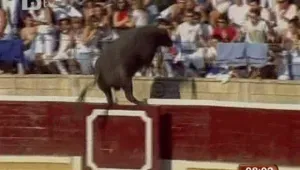 Бик нападна публиката по време на корида, не видял тореадора
