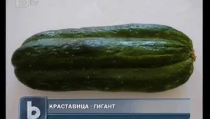 Краставица с тегло 1 кг  откъснаха в Тутракан