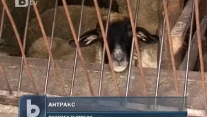 Четири нови случая на антракс в страната