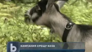 Природозащитници на бунт срещу планинска коза