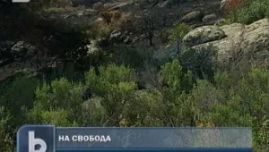 Пуснаха българите, подпалили гръцки остров