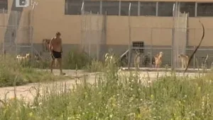 Садист одра двумесечно куче от столичен приют
