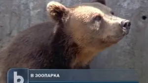 Животните в зоопарка страдат заради небрежни посетители