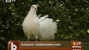 Гълъбите като изкуство 