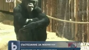 Женските маймуни са по-интелигентни от мъжките