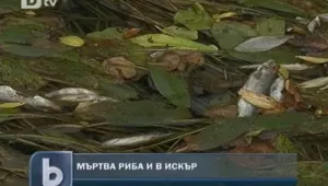 Мъртва риба се появи и в Искър