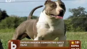 Брат срещу брата заради агресивен питбул 