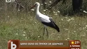Цяло село се грижи за болно щъркелче