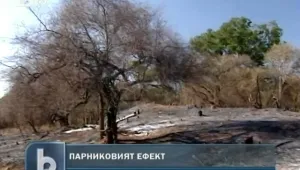 Гъби-убийци заплашват Земята 