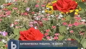 Вместо лехи с домати и чушки, мини ботаническа градина