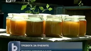 Пчелите измират масово, ядем по-малко качествен мед
