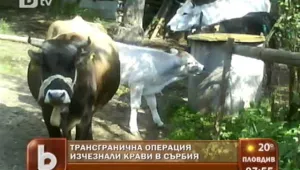 Крави бегълци разиграват български и сръбски гранични власти