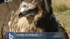 Пуснаха на свобода пет млади орела