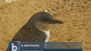 Пингвините намаляват застрашително