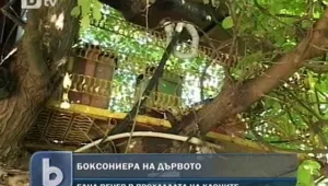 Боксониера, построена в короната на дърво
