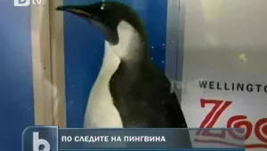 Връщат в Антарктика пингвина – пътешественик, озовал се в Нова Зеландия