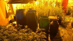 Полицаи иззеха разсад и кофички с канабис от оранжерия