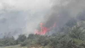 Потушен е големият горски пожар в землището на с. Мурсалево