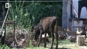 Краварник тормози жителите на гоцеделчевско село