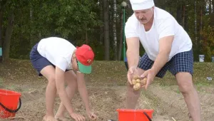 Президентът на Беларус извади 70 чувала картофи (ВИДЕО)