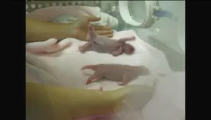 Панди близнаци за деня на влюбените 