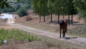 Смядово на бунт заради ромски набези