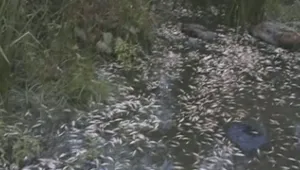 Тази седмица ще излязат резултатите от пробите на замърсената вода в р. Караагач