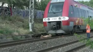 Влак се удари в паднало дърво във Франция, 60 души пострадаха (ВИДЕО)