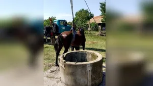 Пожарникари от Търговище спасиха кон, паднал в кладенец (ВИДЕО)