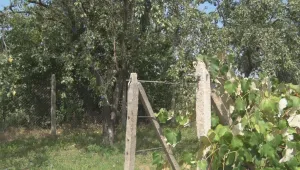 Вързаното от баба си дете не е пострадало, стояло така 10 минути