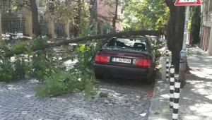 Дърво падна върху автомобил в София
